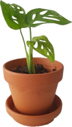 potted plant